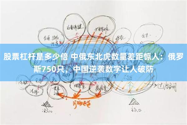 股票杠杆是多少倍 中俄东北虎数量差距惊人：俄罗斯750只，中国逆袭数字让人破防